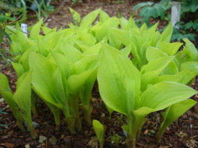 Hosta_Wogon_Gold.JPG