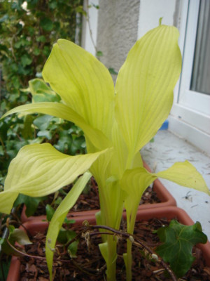 Hosta_Chiquita.JPG