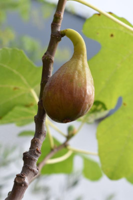 Pfälzer Feige 002.JPG