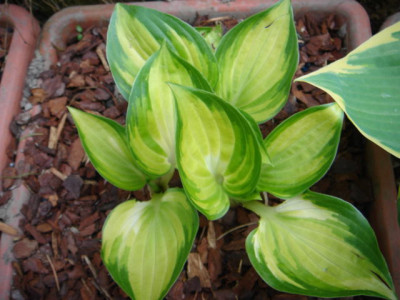 Hosta_Warwick_Delight.JPG