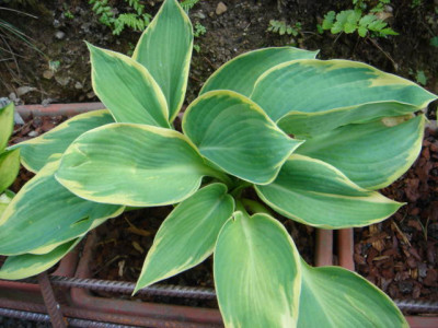 Hosta_Great_Arrival.JPG