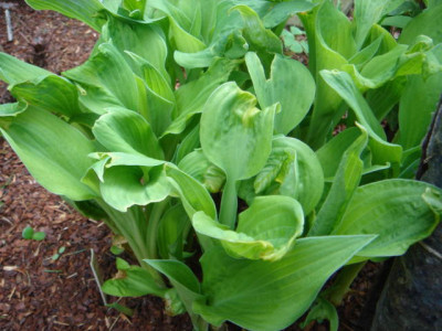 Hosta_Venus_Star.JPG