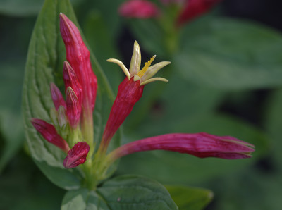 DSC_5932_DxO.jpg