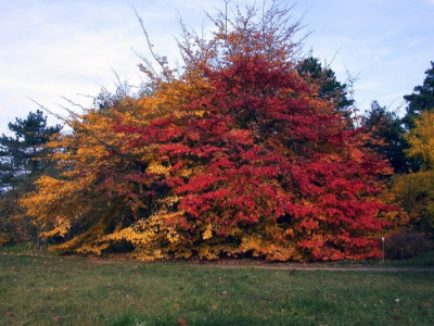 Parrotia_persica_BGB_10.04002.jpg