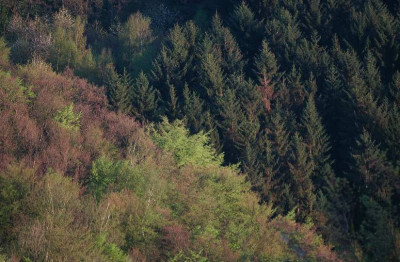 Wald_2_28-04-2008.jpg