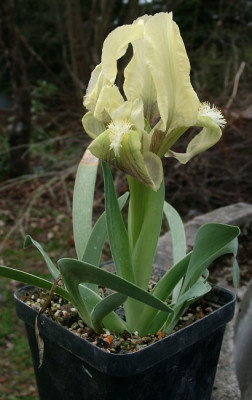 04040010_eIris_mellita_gelb.JPG