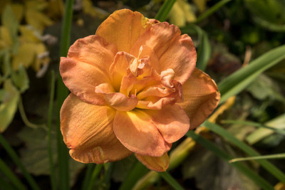 Frances Joiner # BH.jpg