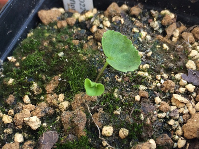 2022-07-23 Wiedergänger Viola biflora.jpg