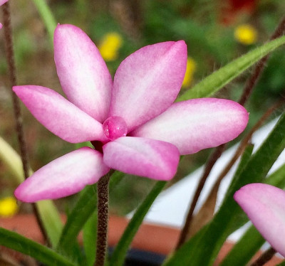 2022-07-23 Rhodohypoxis.jpg