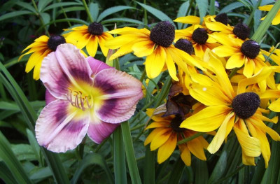 Kombi Sämling-Rudbeckia.jpg