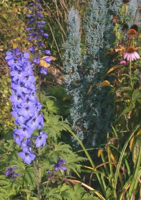Delphinium_elatum_Gruenberg_1.2_jpg.jpg