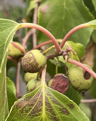 kiwi.jpg