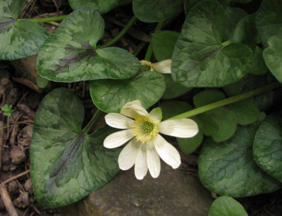 rficaria_unbek.jpg