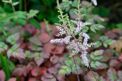 Astilbe-color-flash-Jul2422_032_00001.jpg