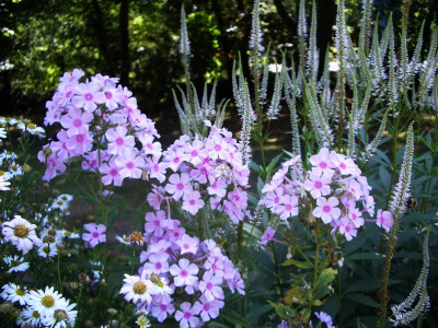 Phlox Edentuin.jpg
