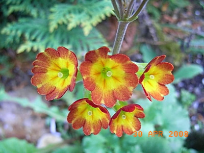 Primula_v...JPG
