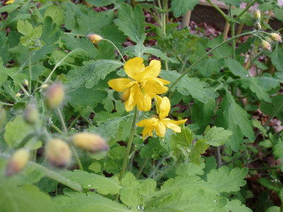Chelidonium_majus_ue.jpg