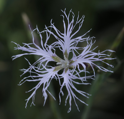 DSC_5928_DxO.jpg
