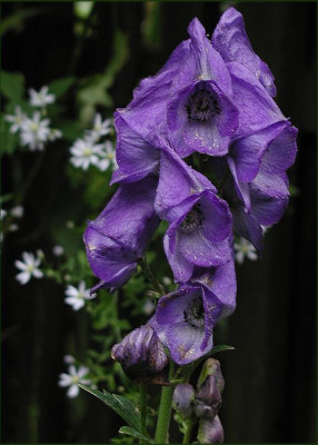 Aconitum_arendsii.JPG