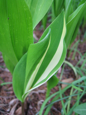 Convallaria_majalis_0026.jpg
