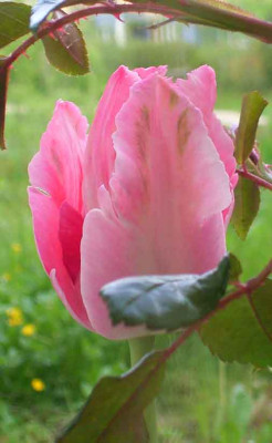 tulpe_vorjahr.JPG