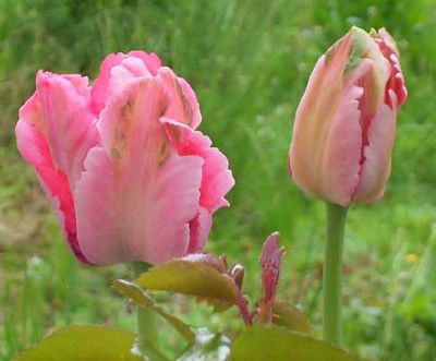 tulpen_vorjahr2.JPG