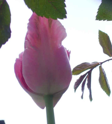 Tulpe_aus_07_Gegenlicht.JPG