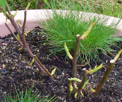 Climbing_Champagner_igel.JPG