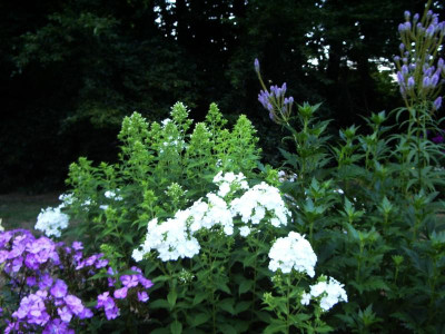 Phlox Weiße Wolke.jpg