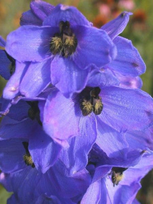 Delphinium_elatum_Gruenberg_2.1.jpg
