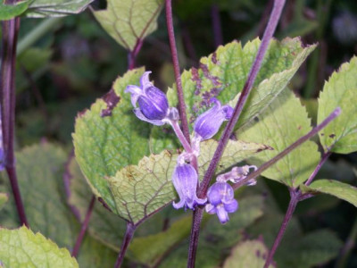 100_0628_-_CLEMATIS_heracleifolia_640.jpg