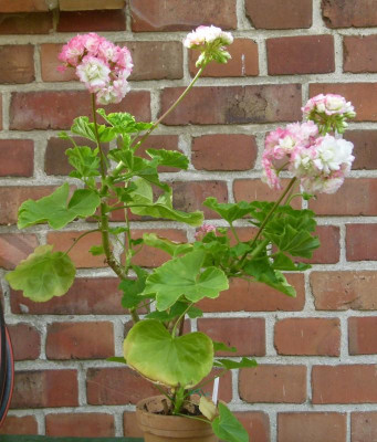 Appleblossom.JPG