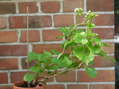 Rose of Bulgarian.JPG