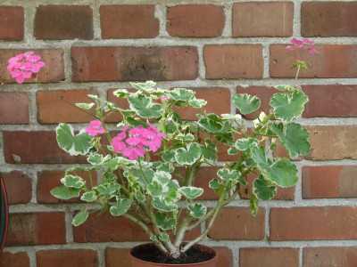 vermutlich Petals.JPG