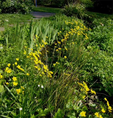 Sumpfdotterblumen.jpg