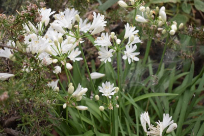 agapanthus 004.JPG