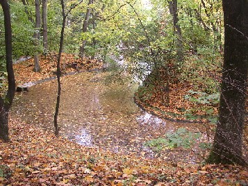 Herbstbild_Forum.jpg