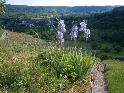 geigersberg mai 17 040.JPG