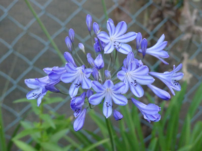 2022-07-25 Agapanthus 1.jpg