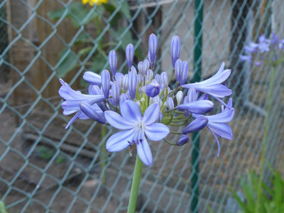 2022-07-25 Agapanthus 2.jpg