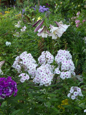 2022-07-25 Phlox 'Euphorion'.jpg