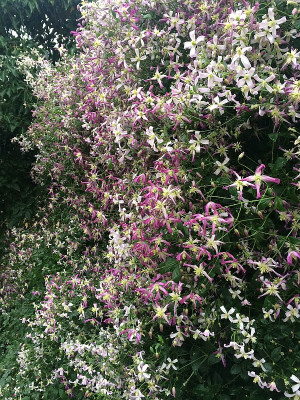 2022-07-25 Clematis.jpg