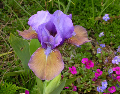 Iris_barbata_nana_Plum_Lucky_30.4.08.jpg