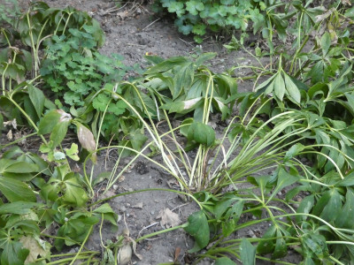 helleborus.jpg