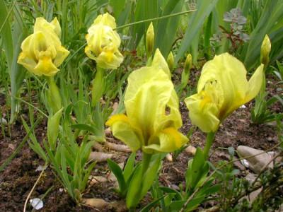 Iris_reichenbachii_Gruppe_30.4.08.jpg