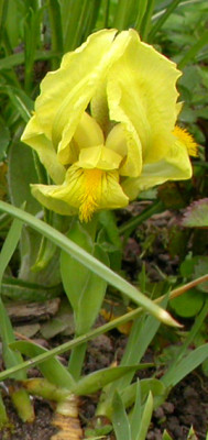 Iris_reichenbachii_einzeln_30.4.08.jpg