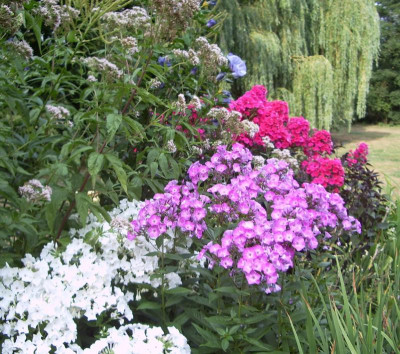 Phlox-Trio.jpg