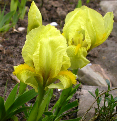 Iris_reichenbachii_Blutenstadien_30.4.08.jpg