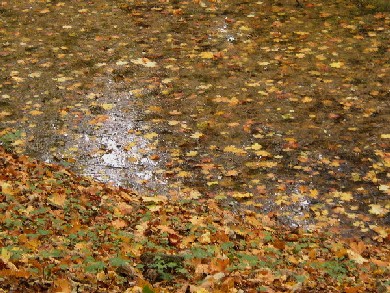 Herbstbild2_Forum.jpg