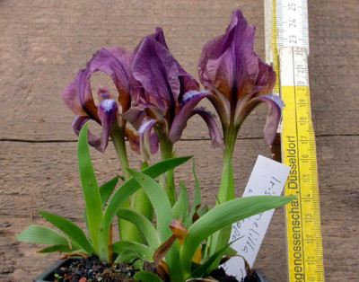 Iris_melitta_Atropurpurea_30.4.08.jpg